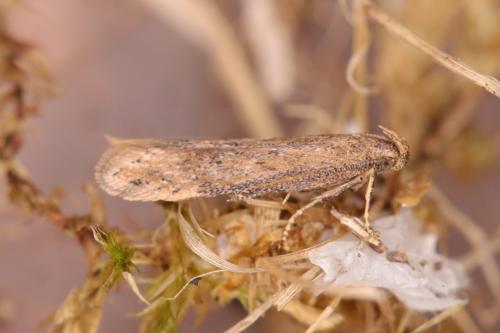 Réf. 280 984 : Scrobipalpa acuminatella